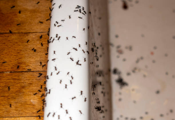 Best Commercial Pest Control Services  in Chalco, NE